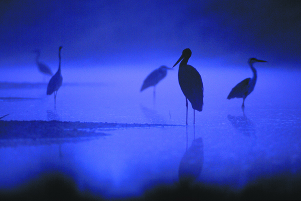 madár csoport a tóban