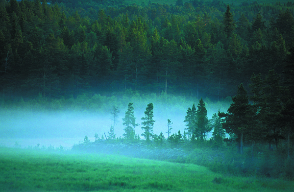 köd az erdőben